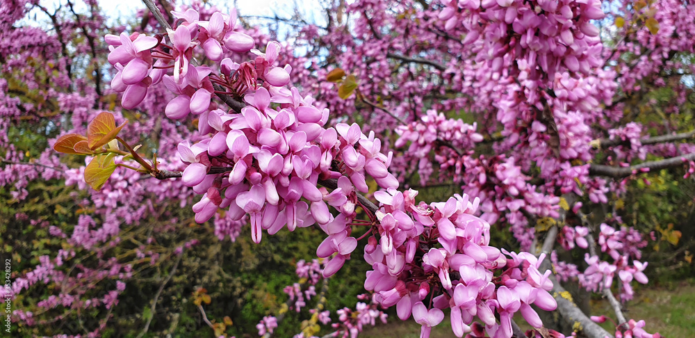Close-up of pink flowers Cercis siliquastrum or Cercis canadensis. Panorama.