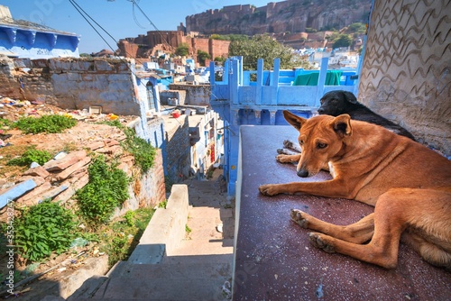 Photography India, Jodhpur, stray dogs in the narrow streets of the blue city in Rajasthan