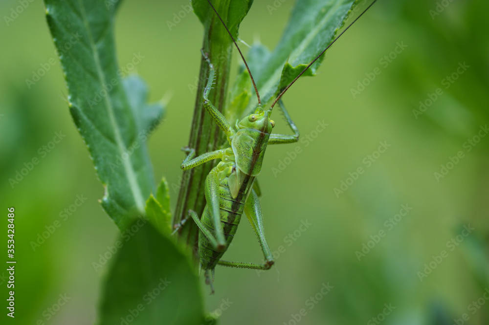 Meadow grasshopper on a green background. Meadow grasshopper on a green background.