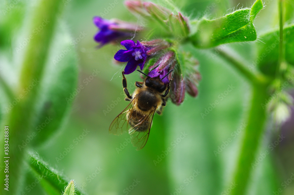 Fototapeta premium A bee on a meadow flower.
