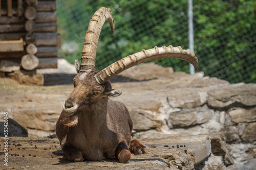 Steinbock