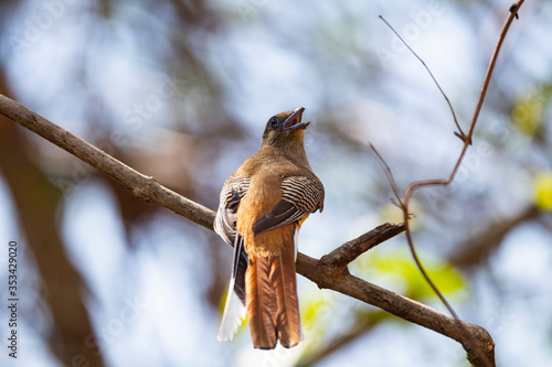 Orange - breasted Trogon photo