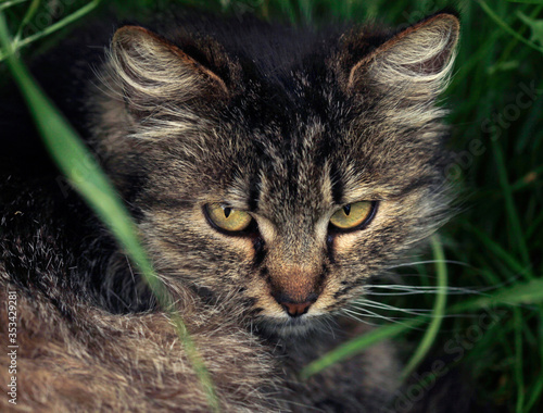 Photography Portrait of wild fluffy cat