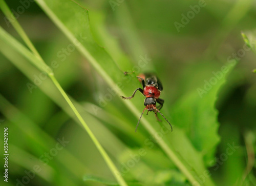 Portrait of cute spring beetle © olena