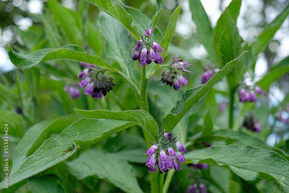 Closeup of purple flowers of plant Symphytum officinale. It is known as comfrey or Quaker comfrey, cultivated comfrey, boneset, knitbone, consound, and slippery-root. It is medicinal plant. Closeup of purple flowers of plant Symphytum officinale. It is known as comfrey or Quaker comfrey, cultivated comfrey, boneset, knitbone, consound, and slippery-root. It is medicinal plant.