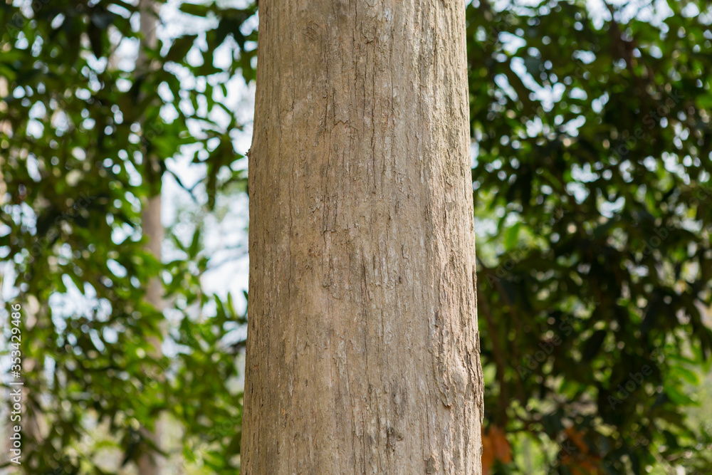 Teak tree in the forest in thailand Teak tree in the forest in thailand