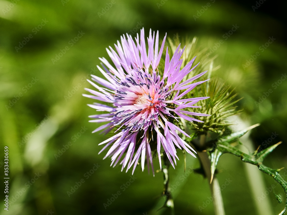 Purple thistle flower with big bokeh on sunny day
Purple thistle flower with big bokeh on sunny day