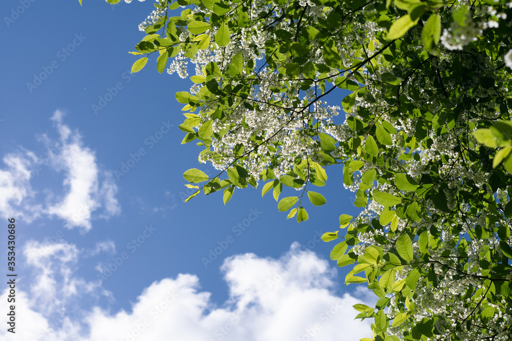Fototapeta premium blue sky and tree top with white flowers