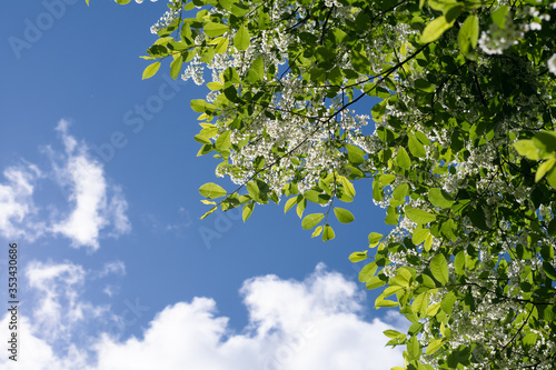 blue sky and tree top with white flowers