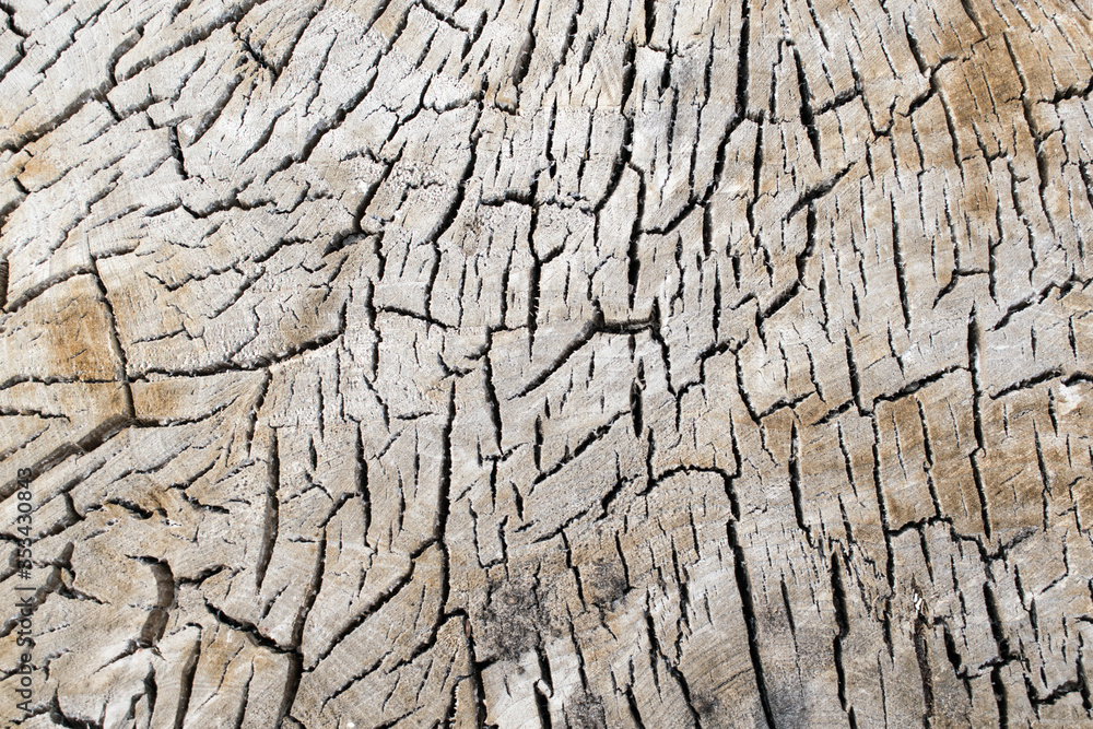Cracks on an old stump texture background Cracks on an old stump texture background