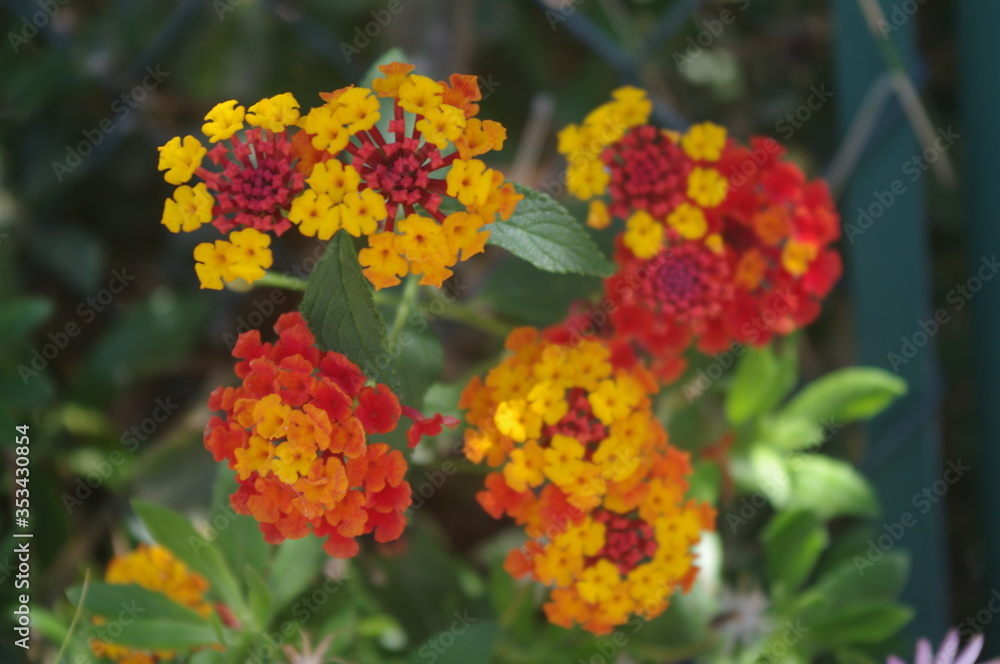 Orange and yellow lantana flower Orange and yellow lantana flower