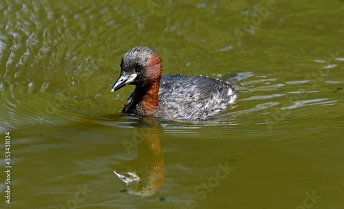 Zwergtaucher (Tachybaptus ruficollis) - Little grebe  photo