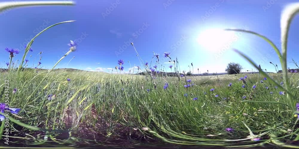 360VR, Blühende  Kornblumen am Gerstenfeld, VR360