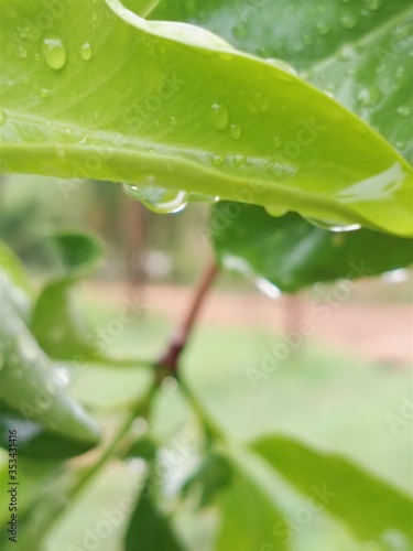green leaf with water drops
