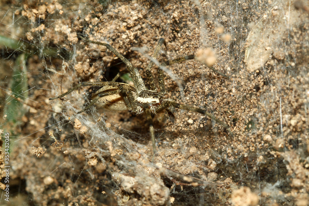 Close up spider on spider web in sand cave at nature thailand Close up spider on spider web in sand cave at nature thailand