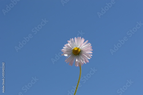 lily of the valley white flower on a background of blue sky