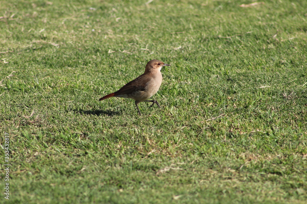 Fototapeta premium robin on the grass