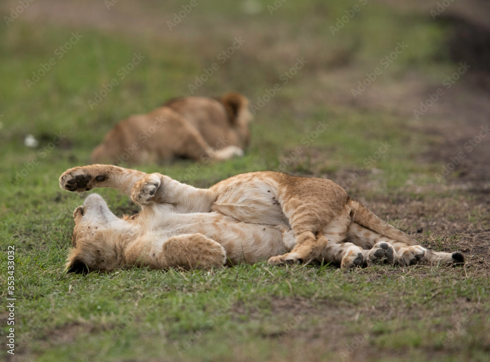 Lion cub lying and resting on top of other, Masai Mara , Kenya Lion cub lying and resting on top of other, Masai Mara , Kenya
