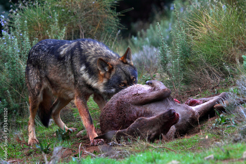 Iberian wolf  Canis lupus signatus  eating the remains of a doe in a forest in Spain. Selective focus.