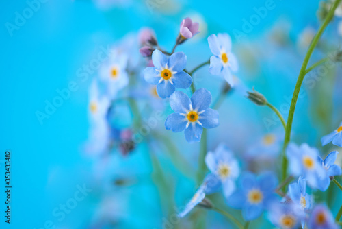 Little blue flowers on colored background