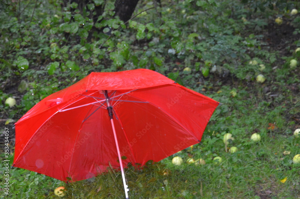 red umbrella in the rain in the forest near the fallen foliage. umbrella and rain drops closeup