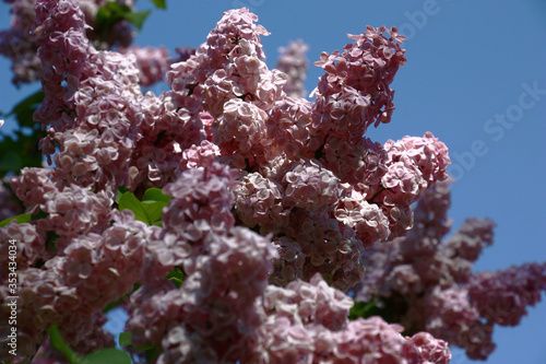 Magnificent dense pink inflorescences of the blossoming lilac against the background of the blue sky.
