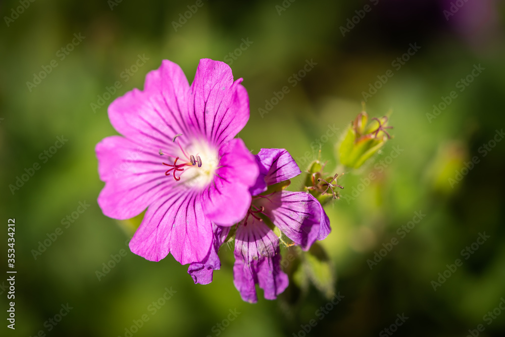 Cranesbill, Geranium Sirak. Close up macro flower. Anther and Stigma. Cranesbill, Geranium Sirak. Close up macro flower. Anther and Stigma.