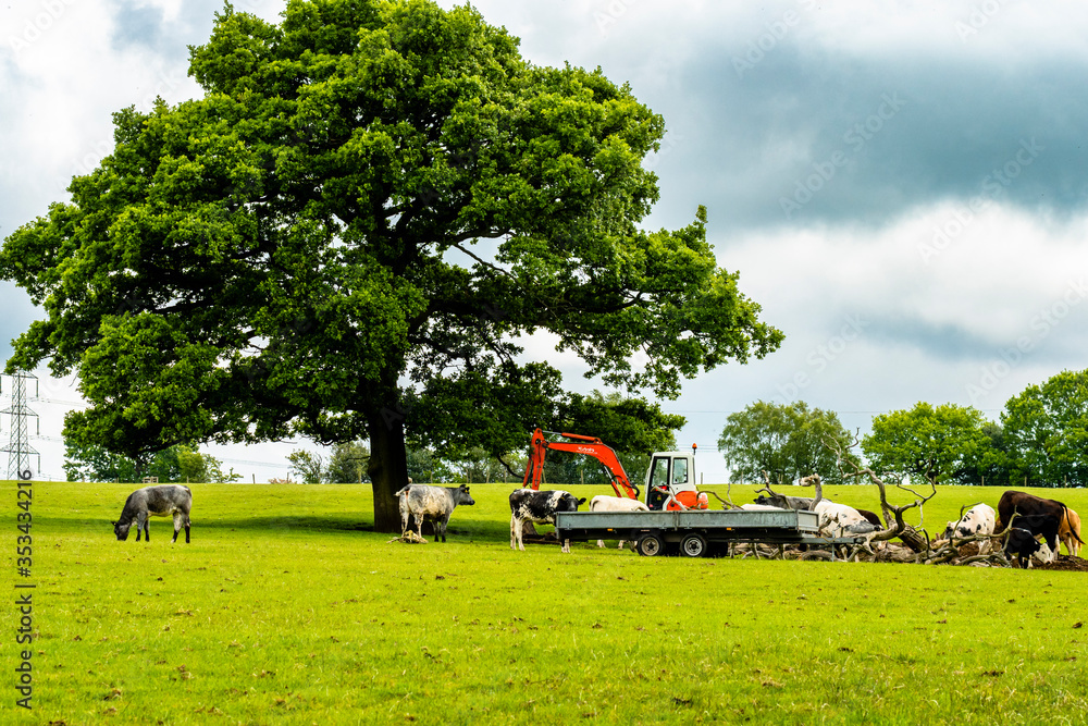 Cow's in a farmers field, with tree and farm digger Cow's in a farmers field, with tree and farm digger