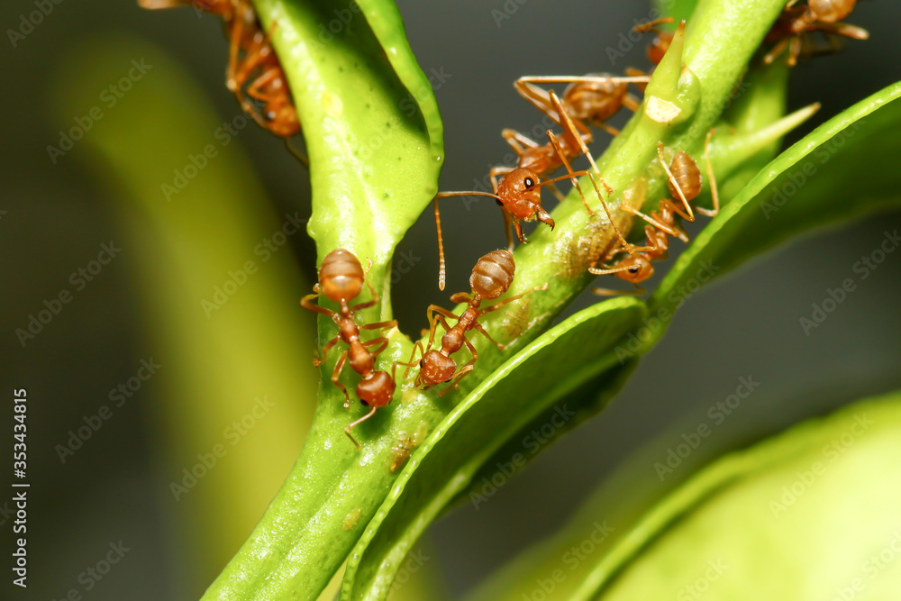 Close up red ant on stick tree in nature at thailand