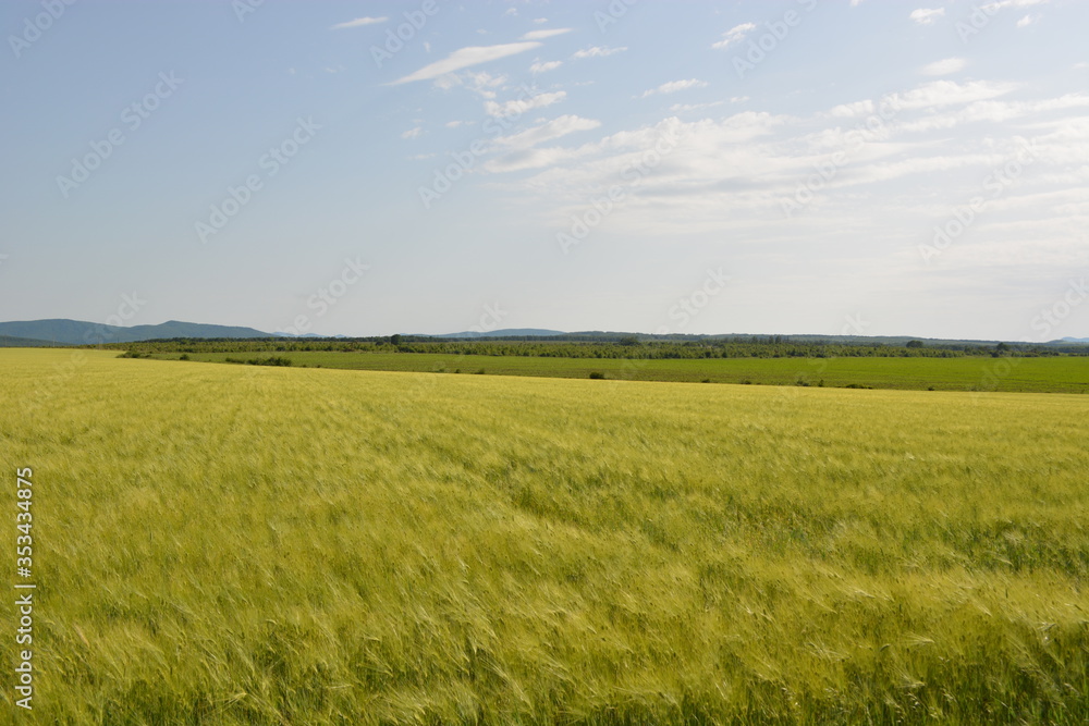 Fototapeta premium green field and blue sky
