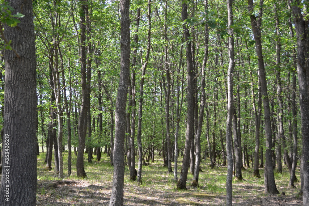 Naklejka premium trees in the forest