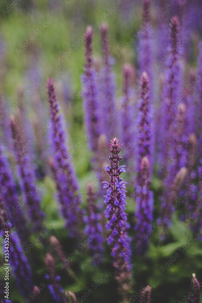 Blumenwiese