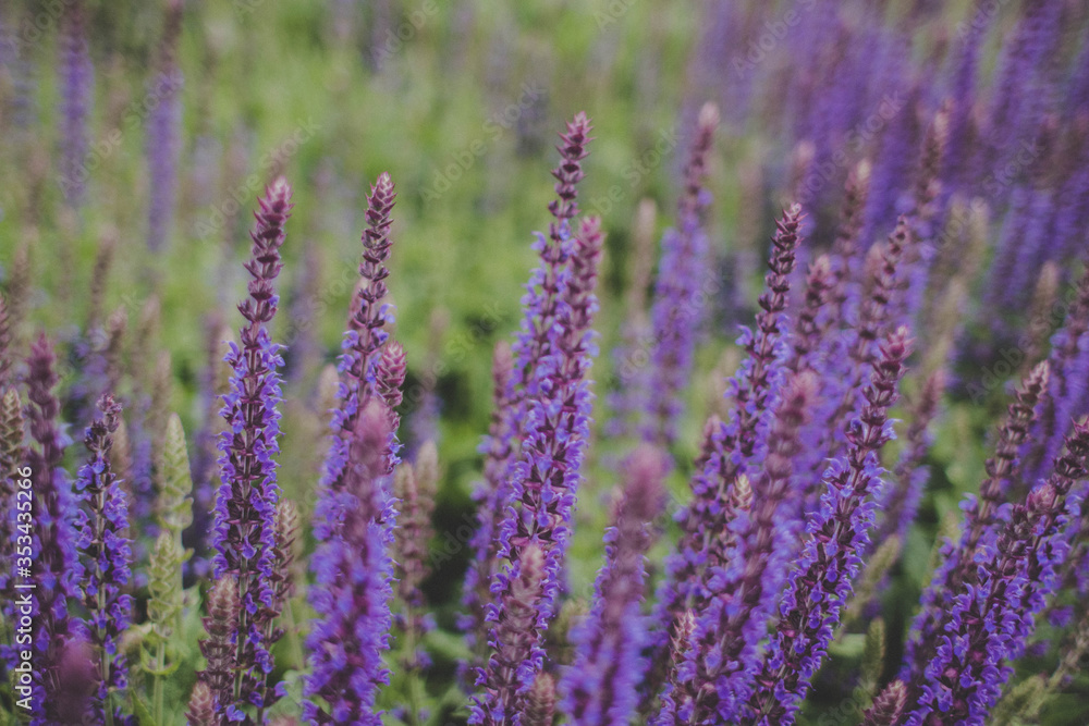 Fototapeta premium Blumenwiese