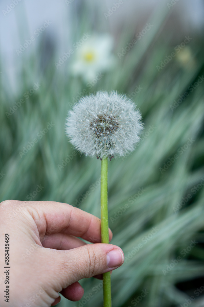 Fototapeta premium Spring dandelions and clover bloom among the grass, background of green grass in the park, summer spring garden. Dandelion blossom flower in baby hand 