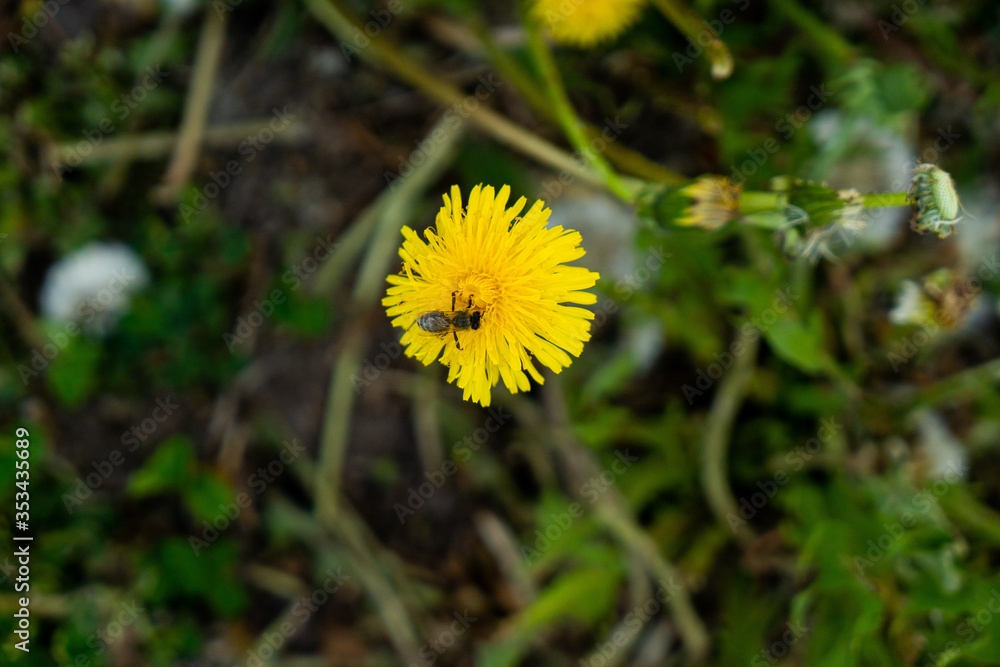 Spring dandelions and clover bloom among the grass, background of green grass in the park, summer spring garden. Dandelion blossom flower in baby hand Spring dandelions and clover bloom among the grass, background of green grass in the park, summer spring garden. Dandelion blossom flower in baby hand