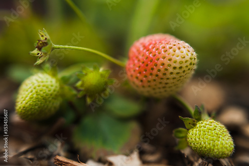 Growing green strawberries that just started to turn red in macro