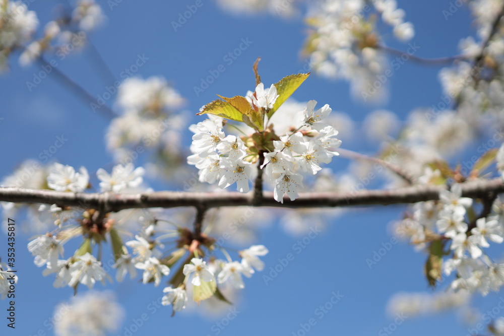 Close up of white cherry blossoms. The flowers on the branches of a cherry tree are blooming under the blue sky. Close up of white cherry blossoms. The flowers on the branches of a cherry tree are blooming under the blue sky.