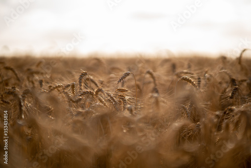 wheat field before harvest in may