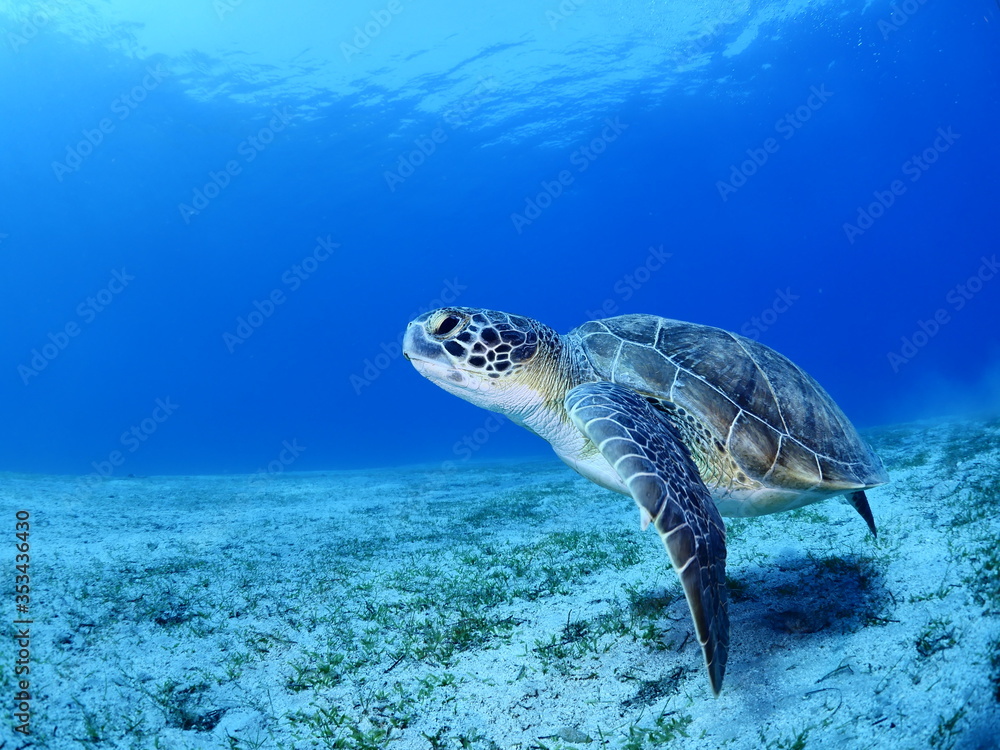 sea turtle underwater swim blue water under sea ocean scenery