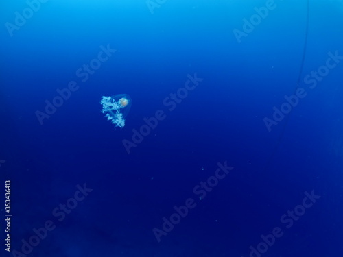 Canvastavla Turritopsis nutricula Turritopsis dohrnii Oceania O