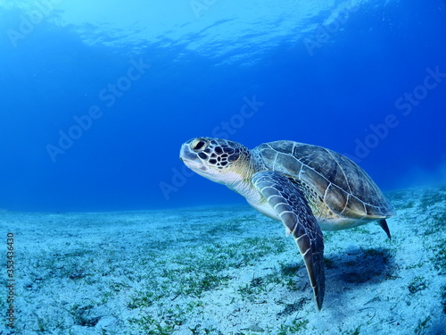 sea turtle underwater swim blue water under sea ocean scenery © underocean