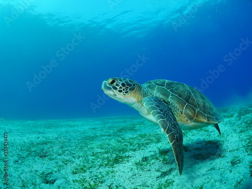 sea turtle underwater swim blue water under sea ocean scenery © underocean
