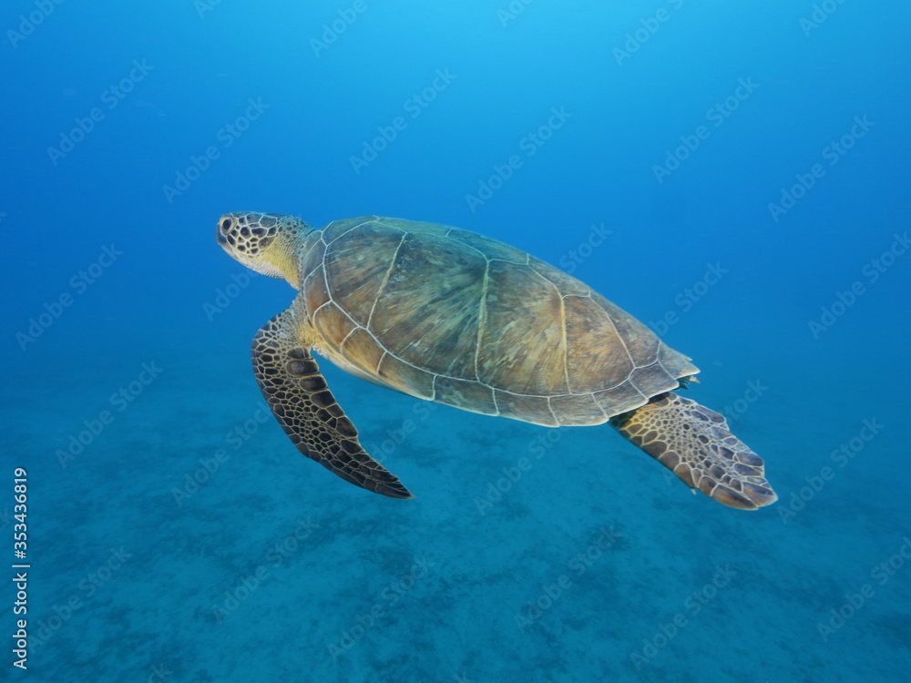Obraz premium sea turtle underwater swim blue water under sea ocean scenery