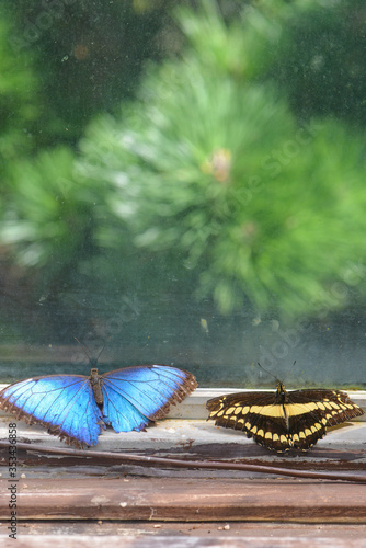 Butterfly couple browse outdoors in front of the window