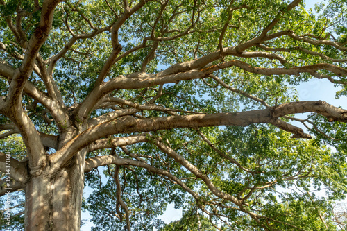 Cordoba, Colombia. January 3, 2020: Detail of Ceiba Bonga or Ceiba Pentandra in Isla Fuerte photo