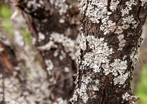 Lichen on the bark of a diseased tree photo