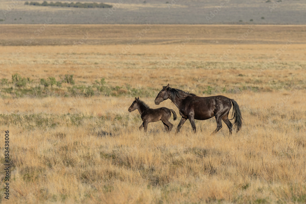 Wild Horse Mare and Foal in Spring in the Utah Desert Wild Horse Mare and Foal in Spring in the Utah Desert