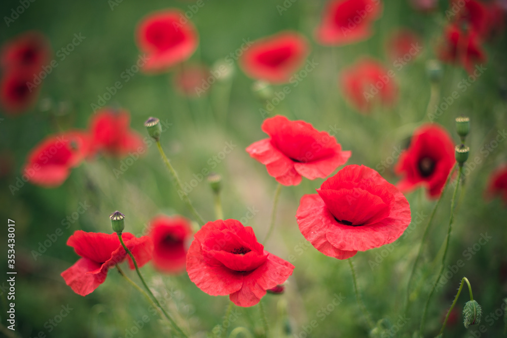 Naklejka premium red poppy flowers in field