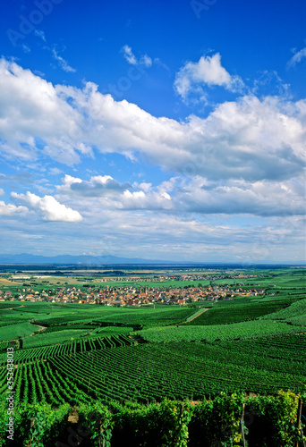 Vignoble alsacien près du village de Wettolsheim en été