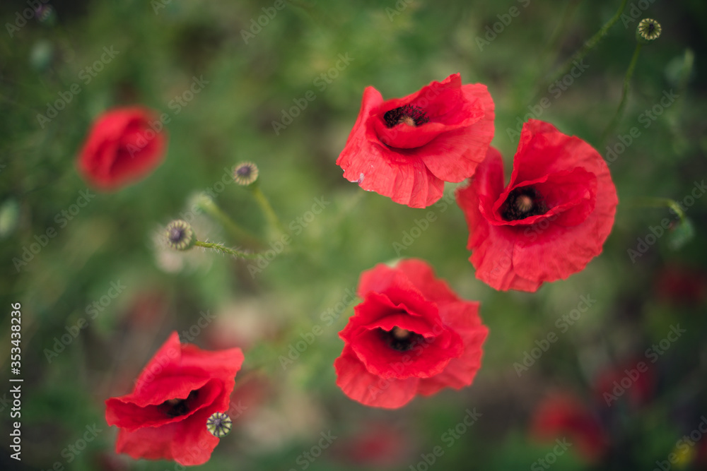 Fototapeta premium red poppy in the field
